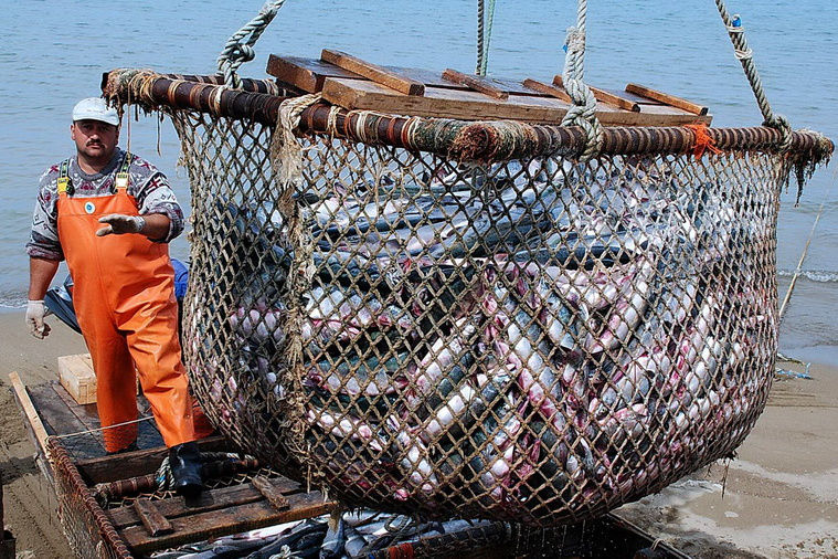 С начала года вылов рыбы и морепродуктов в РФ вырос на 9% 